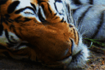 凶猛的老虎躺在地上睡觉GIF图片