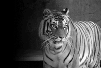 一只老虎张着大嘴吼叫gif图片