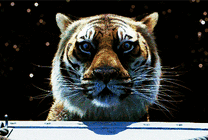 一只发呆的老虎GIF图片