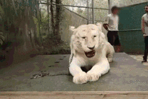 一只白色的老虎被铁链锁着GIF图片