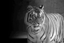 龇牙咧嘴的大老虎GIF图片