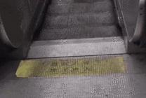 聪明的小狗狗坐电梯下楼梯GIF图片