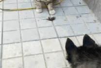 狗狗与猫猫枪耗子GIF图片