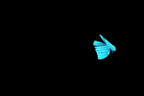 一只在黑夜中飞舞的蝴蝶GIF图片
