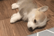 小狗狗躺在地板上伸懒腰GIF图片