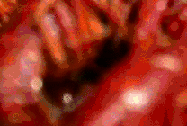 美味可口的小龙虾GIF图片