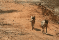 两只恶狼快速的行走寻找猎物gif图片