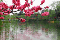 湖边的梅花美景gif图片