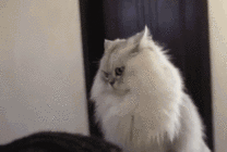 一只长着长毛的猫咪GIF图片