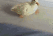 小鸭子走路六亲不认的步伐GIF图片