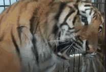 笼子里发狂的老虎GIF图片