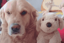 可爱的小狗狗与布偶合影GIF图片