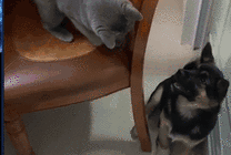 可爱的小猫咪用爪子打狗狗的脸GIF图片