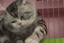 聪明的小猫猫拧钥匙开门GIF图片