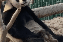 可爱的大熊猫睡懒觉GIF图片