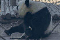 可爱的大熊猫吃零食GIF图片