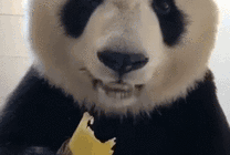 大熊猫吃甘蔗GIF图片