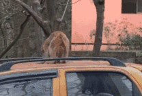 小猴子坐在汽车上蹦蹦跳跳gif图片