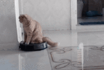 小猫咪乖乖的坐到扫地机上gif图片