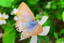 鲜花上粉色的蝴蝶GIF图片