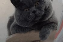 一只可爱的大黑猫GIF图片