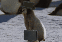 可爱的小企鹅拎包上班GIF图片