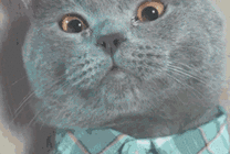 可爱的小猫咪穿着衬衣流眼泪GIF图片
