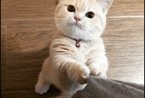 可爱的小猫咪拽被单gif图片