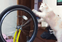 可爱的小猫咪玩车轱辘gif图片