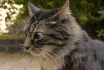 可爱的猫猫灵敏的耳朵GIF图片