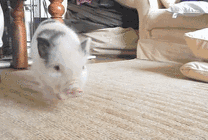 可爱的宠物小猪在客厅里走来走去GIF图片