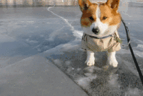 一只可爱的小狗狗被绳子拴着GIF图片