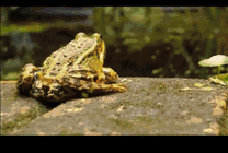 青蛙扑食昆虫gif图片
