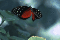 黑色蝴蝶gif图片