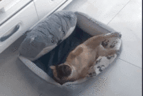 一只可爱的小狗狗躺在狗窝里打滚GIF图片