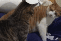 两只小猫咪打架的姿势很可爱GIF图片