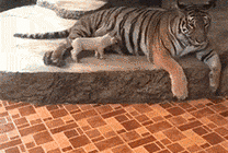 老虎喂奶动态图片