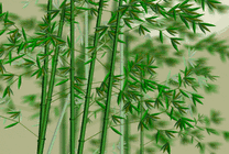 淡雅绿色竹子唯美动态图片