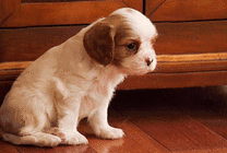 一只幼小的狗狗GIF图片