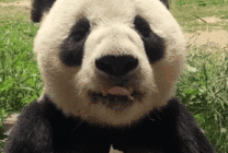 熊猫吃竹子GIF图片