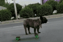 玩滑板的小狗GIF图片