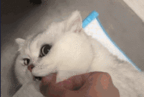 可爱的小白猫伸着舌头装死gif图片