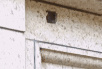 猫猫从墙没事里探出头GIF动态图