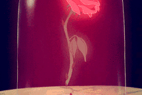 凋零的玫瑰花GIF图片