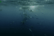 深海鱼群GIF图片