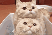 两只小猫咪GIF图片