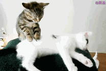 小花猫给小白猫按摩gif图片