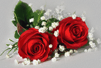 两朵玫瑰花动态图片素材