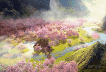 绽放的樱花GIF图片