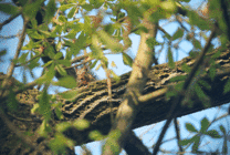 树杆上的小松鼠GIF图片